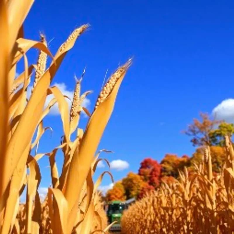 Autumn Harvest Braggot