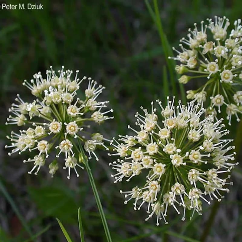 Sarsaparilla Blossom Wine