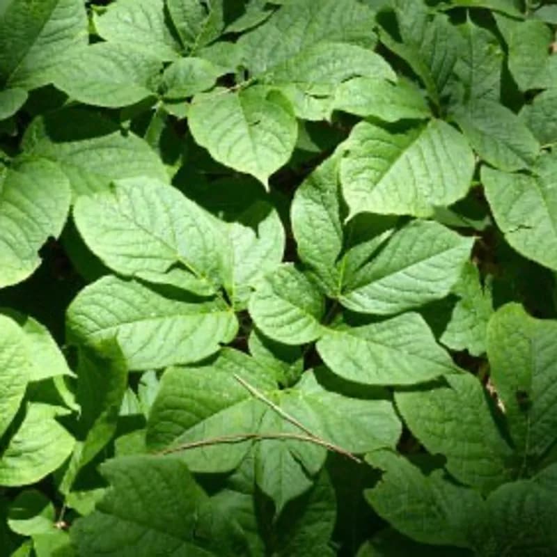 Sarsaparilla Leaf Mead