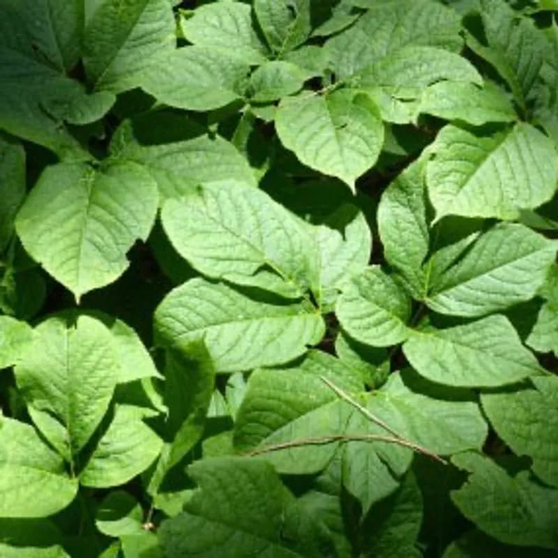 Rustic Sarsaparilla Leaf Wine